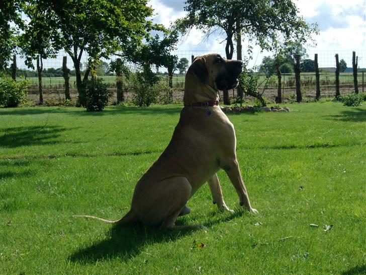 Grand danois Drew Vincent´s Mars - boris billede 4