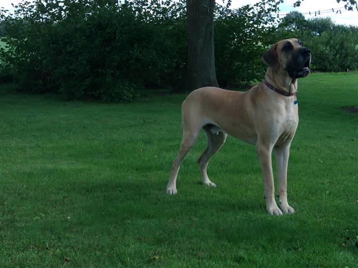 Grand danois Drew Vincent´s Mars - boris billede 5