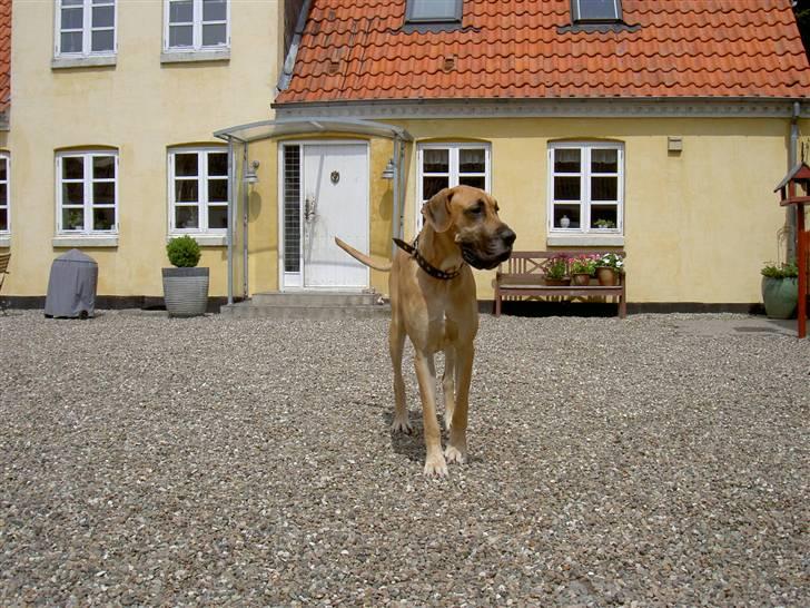 Grand danois Drew Vincent´s Mars - boris billede 6