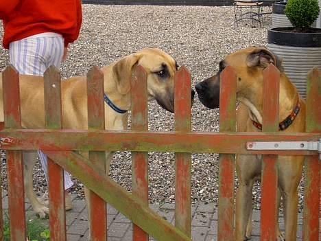 Grand danois Drew Vincent´s Mars - Boris og Ingha siger lige hej til hinanden billede 7