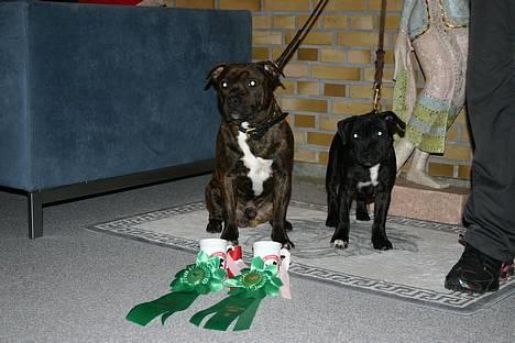 Staffordshire bull terrier Enodden´s Outlaw "NASTY" - Devil og Nasty. Vi blev begge BIR m. SL og BIS 4.  i henholdsvis Baby og Hvalp. billede 9