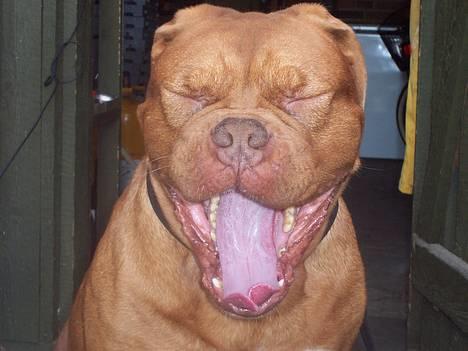 Dogue de bordeaux Valour R.I.P.  - man kan jo blive en smule træt af at lege model...! billede 11