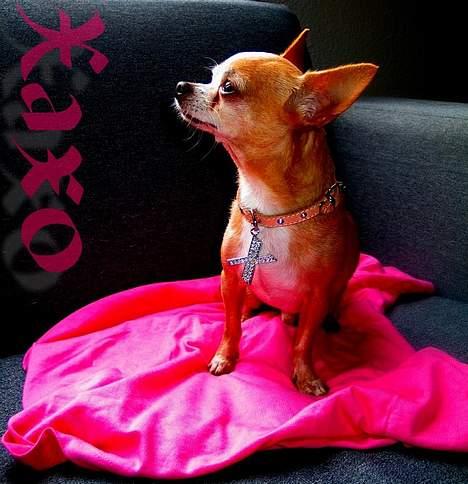 Chihuahua Mexi Xaxo (Xaxo) (R.I.P.) billede 5