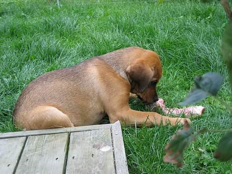 Blanding af racer Wilma billede 2