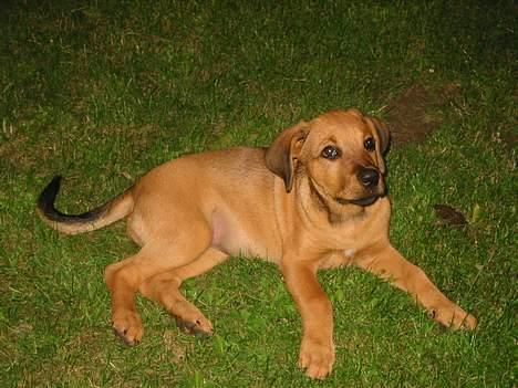 Blanding af racer Wilma billede 3