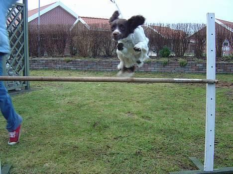 Engelsk springer spaniel mickey - Mickey springer 50,60 eller 70 kan ikke huske det men det er et flot billede billede 19
