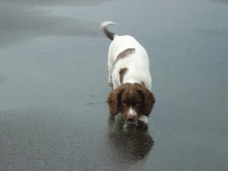 Engelsk springer spaniel mickey billede 20