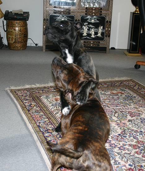 Staffordshire bull terrier Enodden´s Outlaw "NASTY" - Her spiller jeg stor og stærk over for "bror" Devil !! billede 11