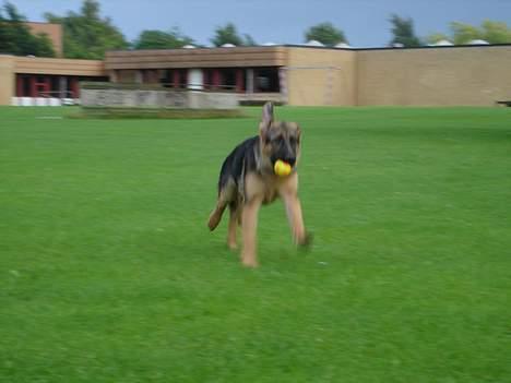 Schæferhund almebo`s gangster (kuno) - det er min bold og i får den ikke billede 8