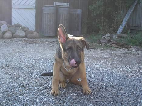 Schæferhund almebo`s gangster (kuno) - hvad er dog det han har  billede 9