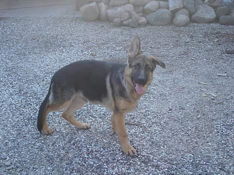 Schæferhund almebo`s gangster (kuno) billede 10