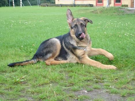 Schæferhund almebo`s gangster (kuno) - se lige mig er jeg ikke bare flot billede 11