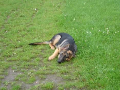 Schæferhund almebo`s gangster (kuno) - hvornår må jeg dog rejse mig billede 12