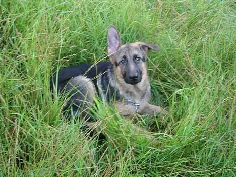 Schæferhund almebo`s gangster (kuno) - der er ikke noget bedre end det høje græs billede 13