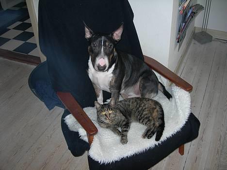 Bullterrier miniature   tazz - mig og min gode ven Freja billede 13