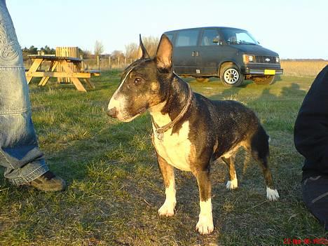 Bullterrier miniature   tazz - ja fotogen er man da! billede 14