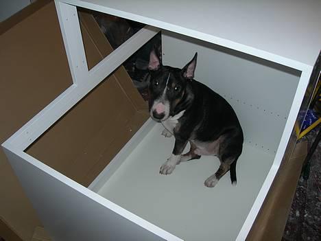 Bullterrier miniature   tazz - Tazz hjælper med at sætte nyt køkken op billede 15