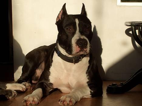 Amerikansk staffordshire terrier zally - lækkert med en plads i solen billede 1