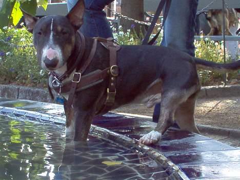 Bullterrier miniature   tazz - i tivoli d 11/9-05 billede 16