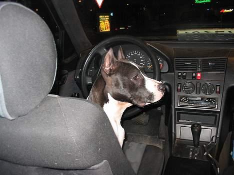 Amerikansk staffordshire terrier zally - der er kun plads til en chaffør her billede 2