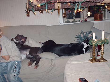 Amerikansk staffordshire terrier zally - juleaften..gider vi altså ikke . billede 3