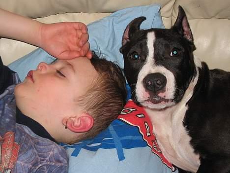 Amerikansk staffordshire terrier zally - vi må heller holde øje med oliver mens han sover billede 4