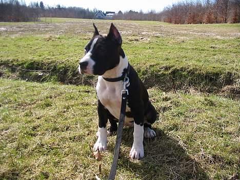 Amerikansk staffordshire terrier zally - en forårs gåtur på marken billede 5