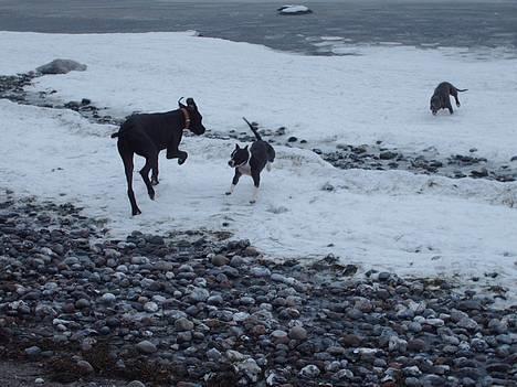 Amerikansk staffordshire terrier zally - ingen udfordring er for stor........................ billede 6