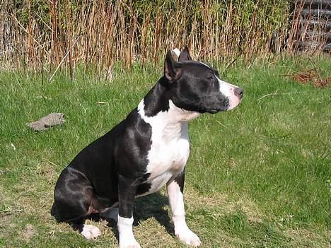 Amerikansk staffordshire terrier zally - min mor kan godt li dette billede....... billede 7