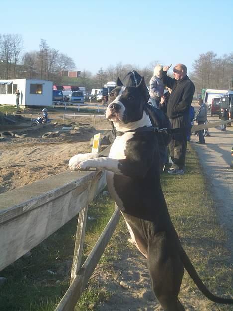 Amerikansk staffordshire terrier zally - der er altid rart på crossbanden billede 8