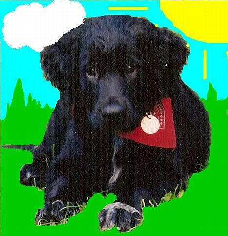 Blanding af racer Smutter - nåår hvor er jeg sød ligger der i solen som min ejer har tegnet nååår hvor sødt :P billede 12