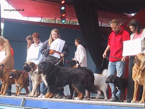 Berner sennenhund Snoopy (død) - Taget af mine veninde Sarah i Tivoli 11/9 2005 da Snoopy og Argento var race-repræsentanter billede 6
