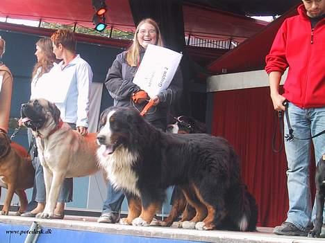 Berner sennenhund Snoopy (død) - Igen fra Tivoli 2005 taget af Sarah:-) billede 7