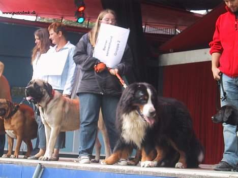 Berner sennenhund Snoopy (død) - Hey nu gider jeg snart ikke mere... (Sarah igen;-)) billede 8