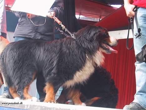 Berner sennenhund Snoopy (død) - Udgangen er DÉN vej.. kan jeg ikke bare gå derhen? (igen fra Sarah) billede 9