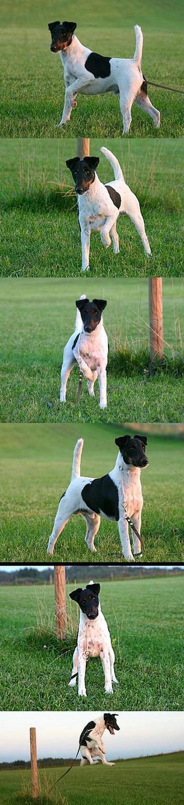 Glathåret foxterrier Leslie & Lancelot - Nu er jeg blevet 18 mdr. og er snart en voksen hanhund billede 2