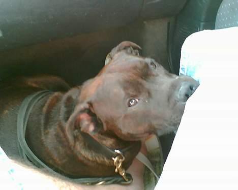 Staffordshire bull terrier smiley - Tar mig lige en slapper billede 1