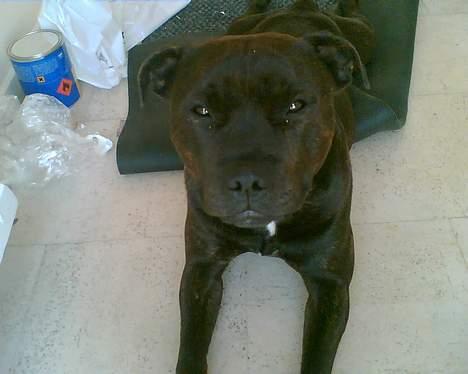 Staffordshire bull terrier smiley billede 2
