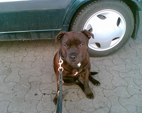 Staffordshire bull terrier smiley billede 3