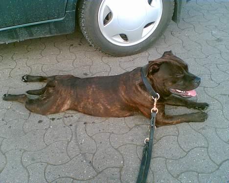 Staffordshire bull terrier smiley billede 4