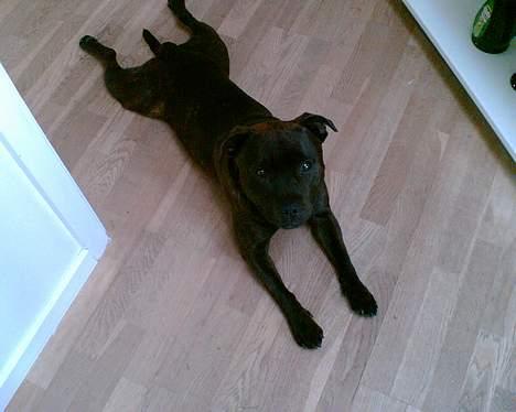 Staffordshire bull terrier smiley billede 5