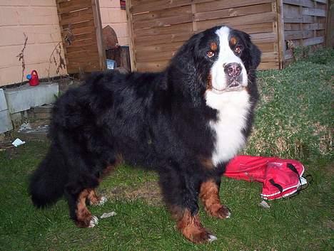 Berner sennenhund Tertzo´s Chicci 2006 - - chicci 9 år billede 1