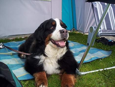 Berner sennenhund Tertzo´s Chicci 2006 - - chicci på udstilling ligger og venter billede 2