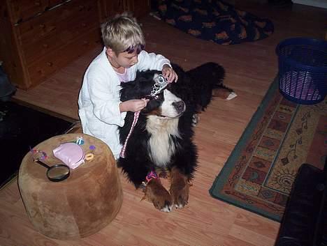 Berner sennenhund Tertzo´s Chicci 2006 - - her leger to prinsesser billede 3