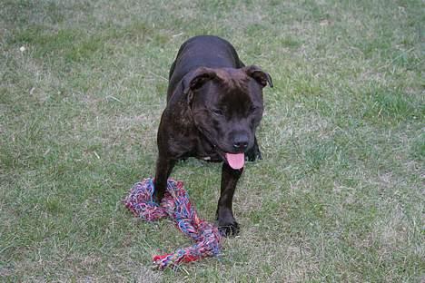 Staffordshire bull terrier smiley billede 6