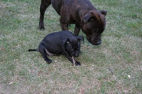 Staffordshire bull terrier smiley billede 7