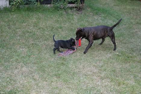 Staffordshire bull terrier smiley - Leger med min halv lillesøster billede 8