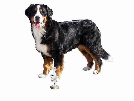 Berner sennenhund Gloria (Død april 2013) - er jeg ikke smuk  billede 2