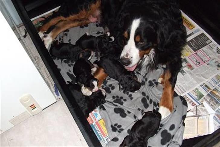 Berner sennenhund Gloria (Død april 2013) - Gloria med sine hvalpe billede 3