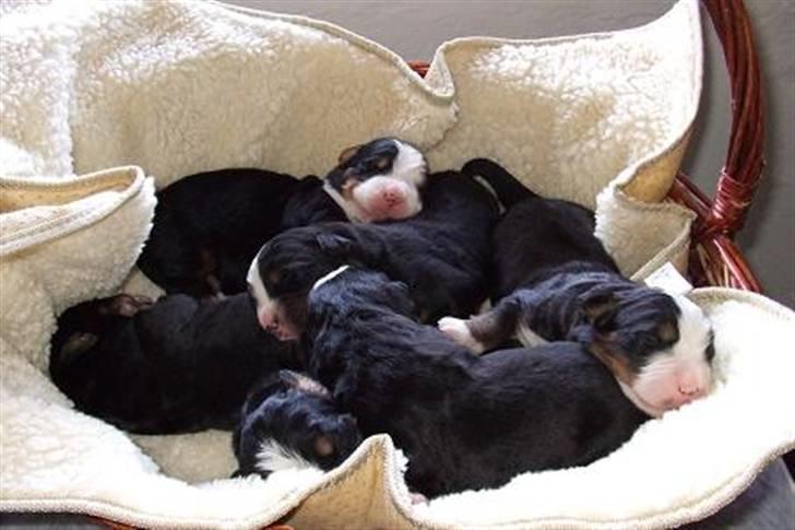 Berner sennenhund Gloria (Død april 2013) - Her er hvalpene 1 uge gamle og bare nusser billede 4